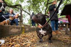 Kimberly-Murphree-New-Hope-Animal-Rescure-2