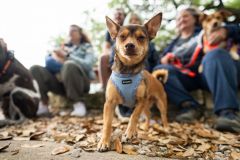 Kimberly-Murphree-New-Hope-Animal-Rescure-4