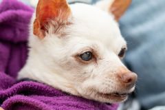 Kimberly-Murphree-New-Hope-Animal-Rescure-45