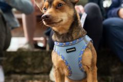 Kimberly-Murphree-New-Hope-Animal-Rescure-6