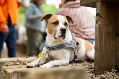 Kimberly-Murphree-New-Hope-Animal-Rescure-61