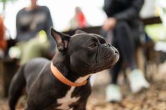 Kimberly-Murphree-New-Hope-Animal-Rescure-75