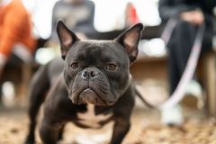 Kimberly-Murphree-New-Hope-Animal-Rescure-76