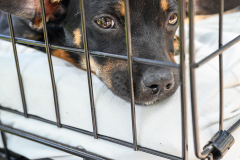 New Hope Animal Rescue Fundraiser & Adoption Event
