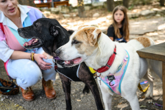 New Hope Animal Rescue Fundraiser & Adoption Event