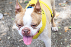 New Hope Animal Rescue Fundraiser & Adoption Event