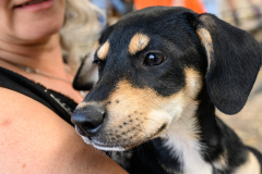 New Hope Animal Rescue Fundraiser & Adoption Event