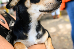 New Hope Animal Rescue Fundraiser & Adoption Event