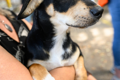 New Hope Animal Rescue Fundraiser & Adoption Event