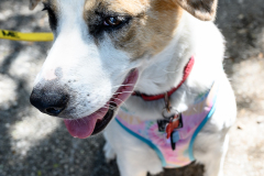 New Hope Animal Rescue Fundraiser & Adoption Event