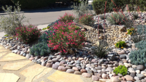 residential landscape using xeriscape