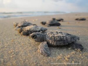 This is an image of sea turtle hatchlings crawling across the beach towards the ocean.