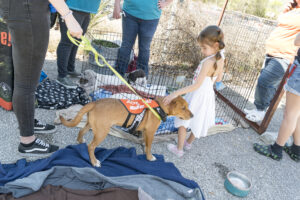 A young girl petting a dog available for adoption at the fundraiser for APA! 