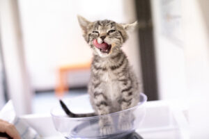 A kitten being weighed licking his lips.