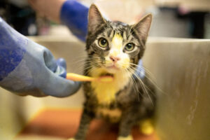 A dark haired kitten with a white neck is being washed by a volunteer at APA!