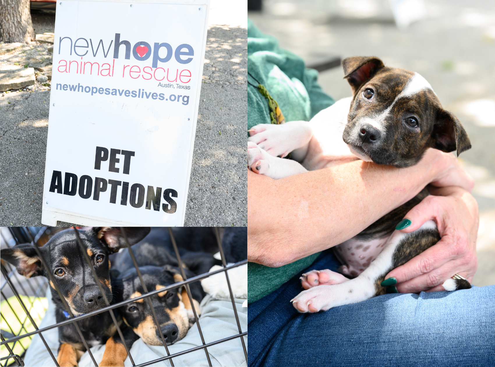 A sign with New Hope Animal Rescue pet adoptions, a puppy with white and brown markings being held by someone and two puppies in a crate with black and brown markings.
