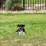 Foster dog rescued by Jack Jack’s Pack in Austin
