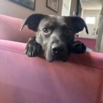 Foster dog rescued by Jack Jack’s Pack in Austin
