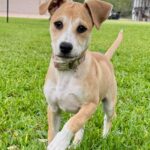 Foster dog rescued by Jack Jack’s Pack in Austin
