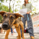 5th Annual Fur Party Supporting Jack Jack’s Pack Street Dog Rescue