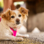 5th Annual Fur Party Supporting Jack Jack’s Pack Street Dog Rescue