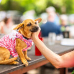 Dogs dressed up for Puppy Prom in Austin