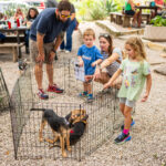Foster dogs available for adoption in Austin