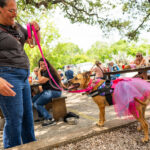 Dogs dressed up for Puppy Prom in Austin