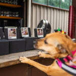 Best dressed pup contest at Austin fundraiser